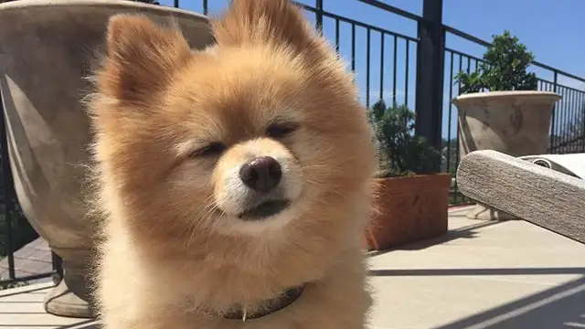 Mashi, el perro de Hermione Olivia que le ha cortado el pelo