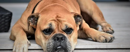 Perro bulldog Perro bulldog