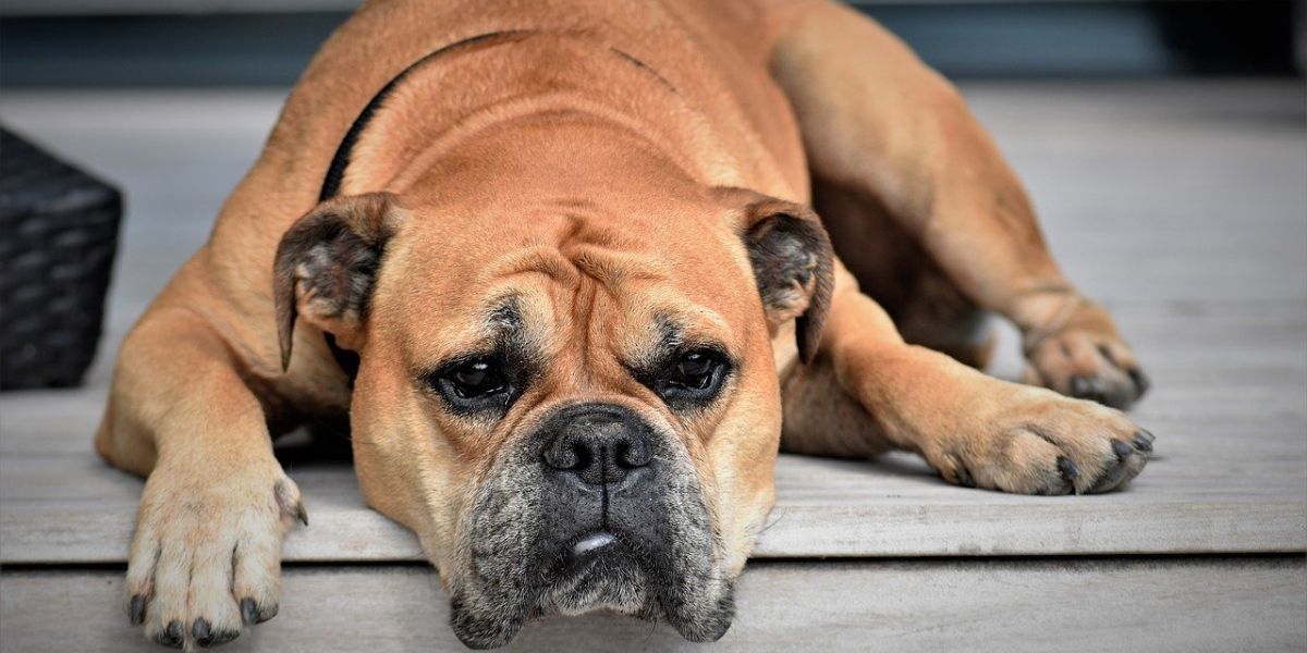Perro bulldog