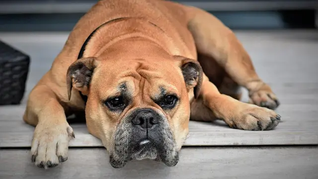 Perro bulldog