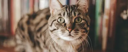 Imagen de archivo de un gato Imagen de archivo de un gato