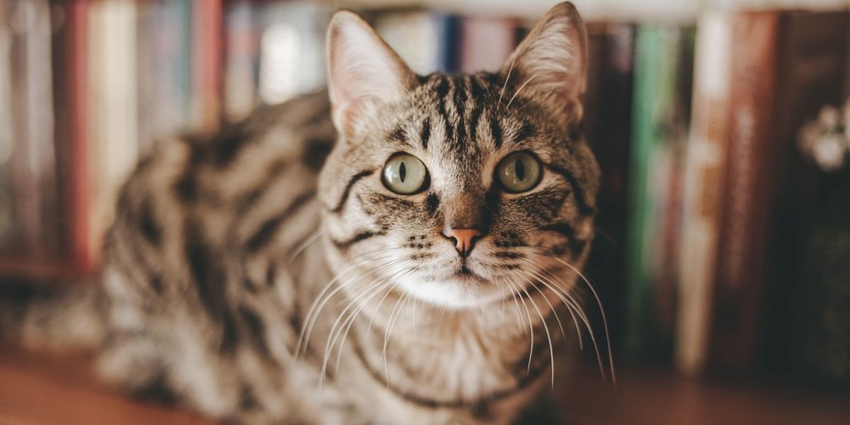 Imagen de archivo de un gato