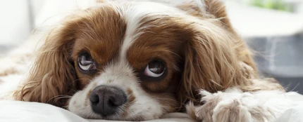 Un perro en cama Un perro en cama