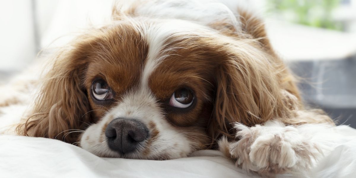Un perro en cama
