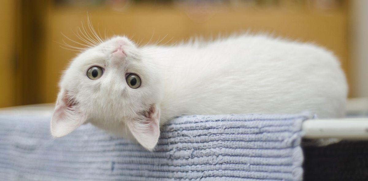 Un gato