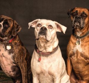 Tres perros Tres perros