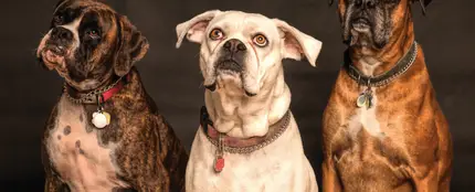 Tres perros Tres perros