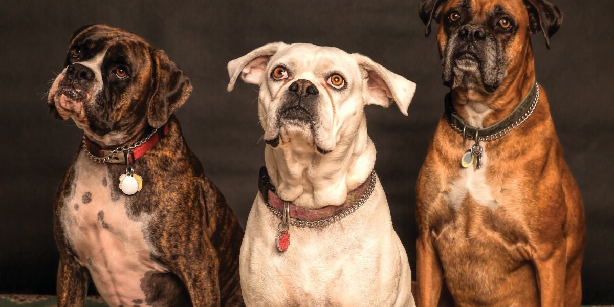 Tres perros