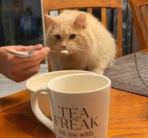 Un gato prueba helado por primera vez Un gato prueba helado por primera vez