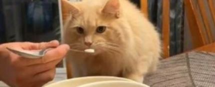 Un gato prueba helado por primera vez