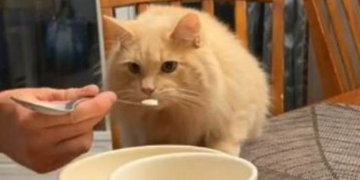 Un gato prueba helado por primera vez