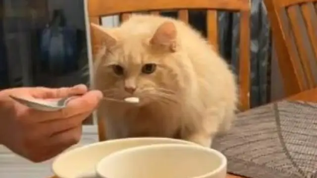 Un gato prueba helado por primera vez