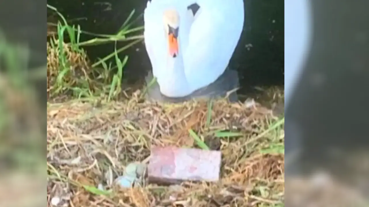 Destrozan el nido de un cisne Destrozan el nido de un cisne
