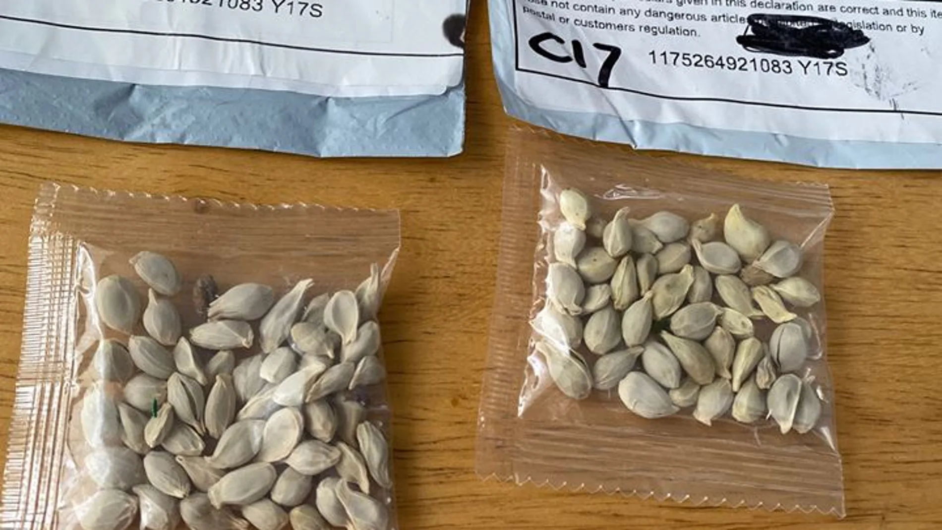 Las misteriosas semillas enviadas desde China a EEUU sin que los destinatarios las pidan Las misteriosas semillas enviadas desde China a EEUU sin que los destinatarios las pidan