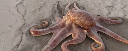 El vídeo viral de un pulpo "paseando" por la playa El vídeo viral de un pulpo "paseando" por la playa