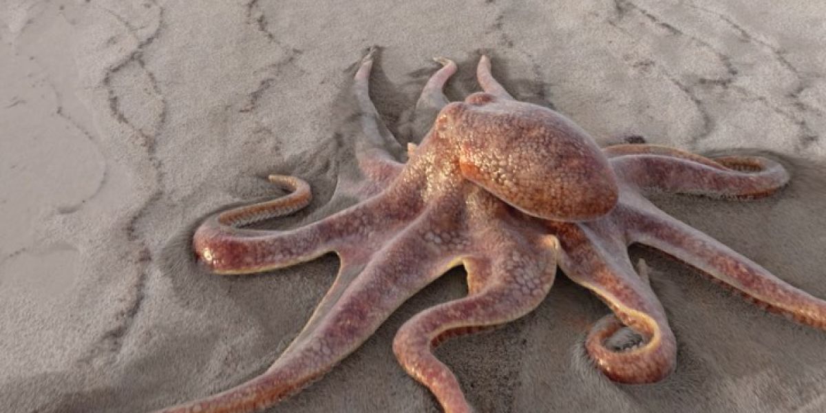 El vídeo viral de un pulpo "paseando" por la playa