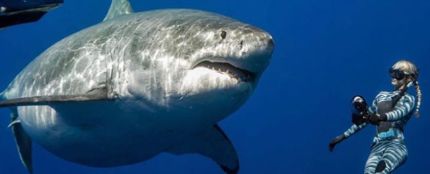 El alegato de One Ocean Diving sobre el gran tiburón blanco: &quot;Son grandes, pero no son malos&quot;