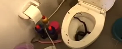 Serpiente en un váter Serpiente en un váter