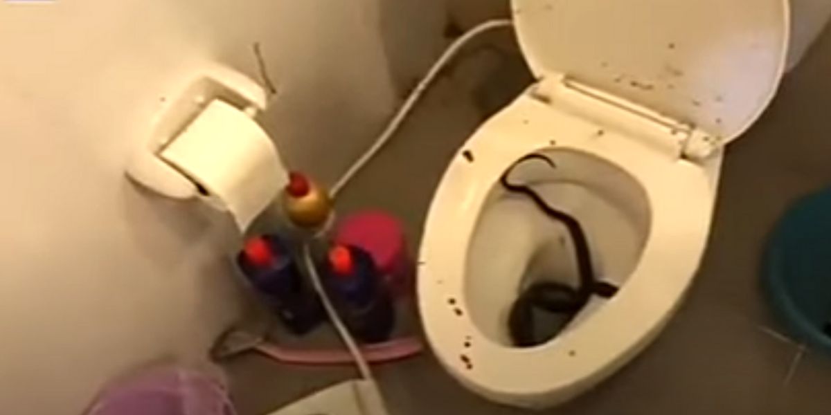 Serpiente en un váter