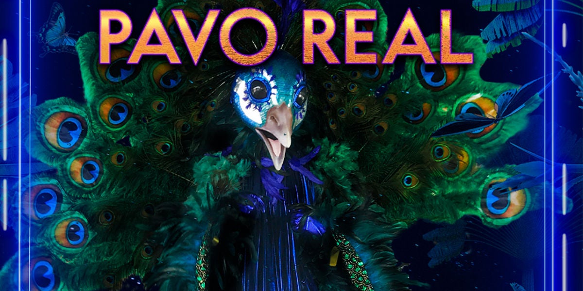 Sus impresionantes plumas y su voz de escándalo te dejarán alucinado, ¡aquí está el Pavo Real!