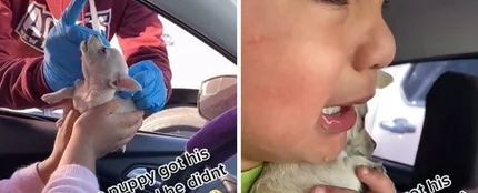 Un niño llora desconsoladamente cuando a su perrito le ponen una vacuna Un niño llora desconsoladamente cuando a su perrito le ponen una vacuna