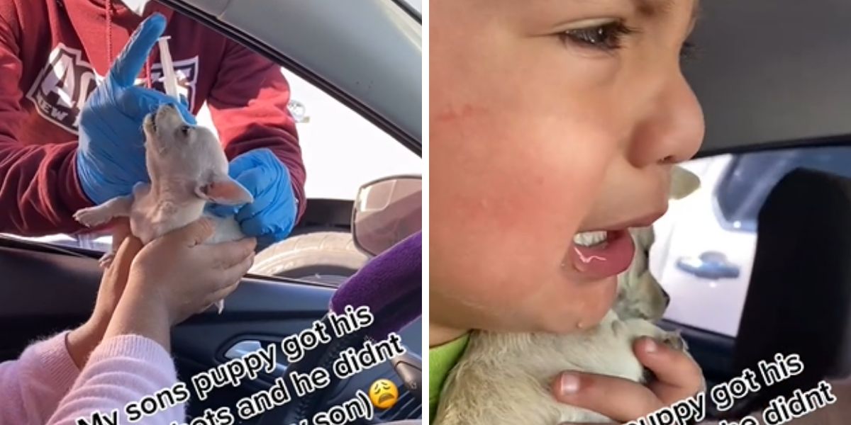 Un niño llora desconsoladamente cuando a su perrito le ponen una vacuna