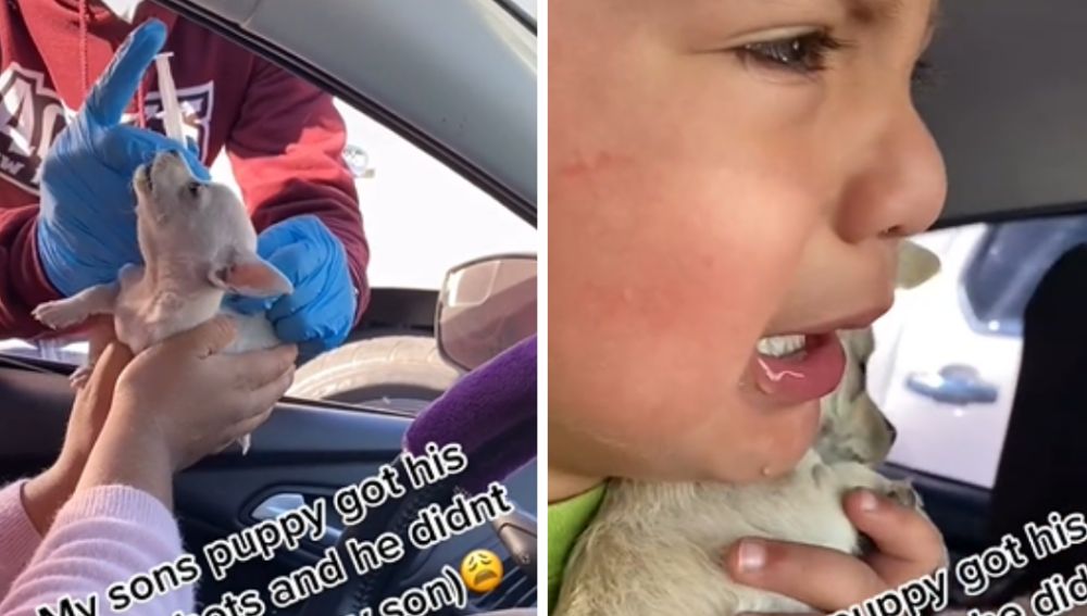 Un niño llora desconsoladamente cuando a su perrito le ponen una vacuna