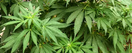 ¿Es Granada la capital europea de la marihuana? ¿Es Granada la capital europea de la marihuana?
