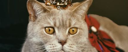 Un gato con una corona