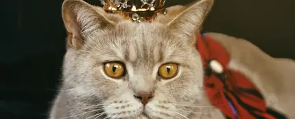 Un gato con una corona Un gato con una corona
