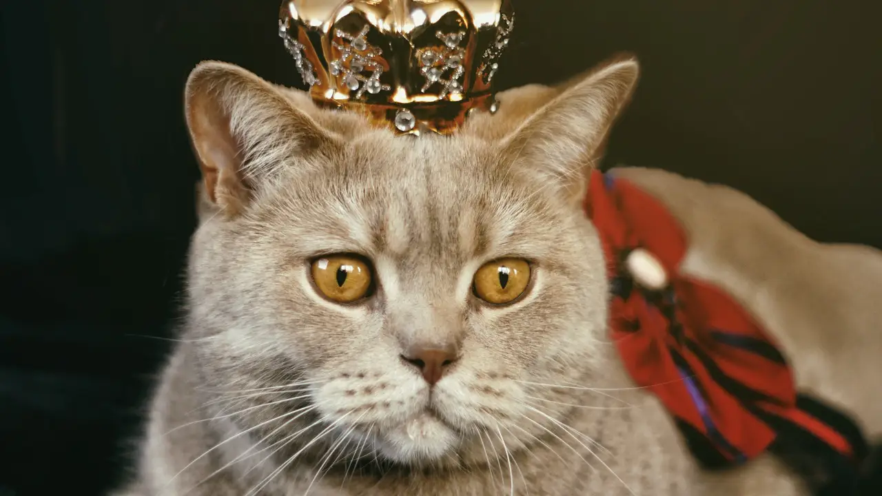 Un gato con una corona Un gato con una corona