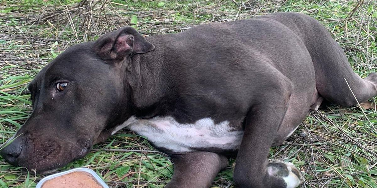 Brutus, el perro que desapareció en la explosión de la Calle Toledo ha sido encontrado con vida