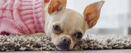 Un chihuahua Un chihuahua