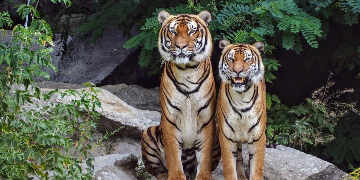 Dos tigres