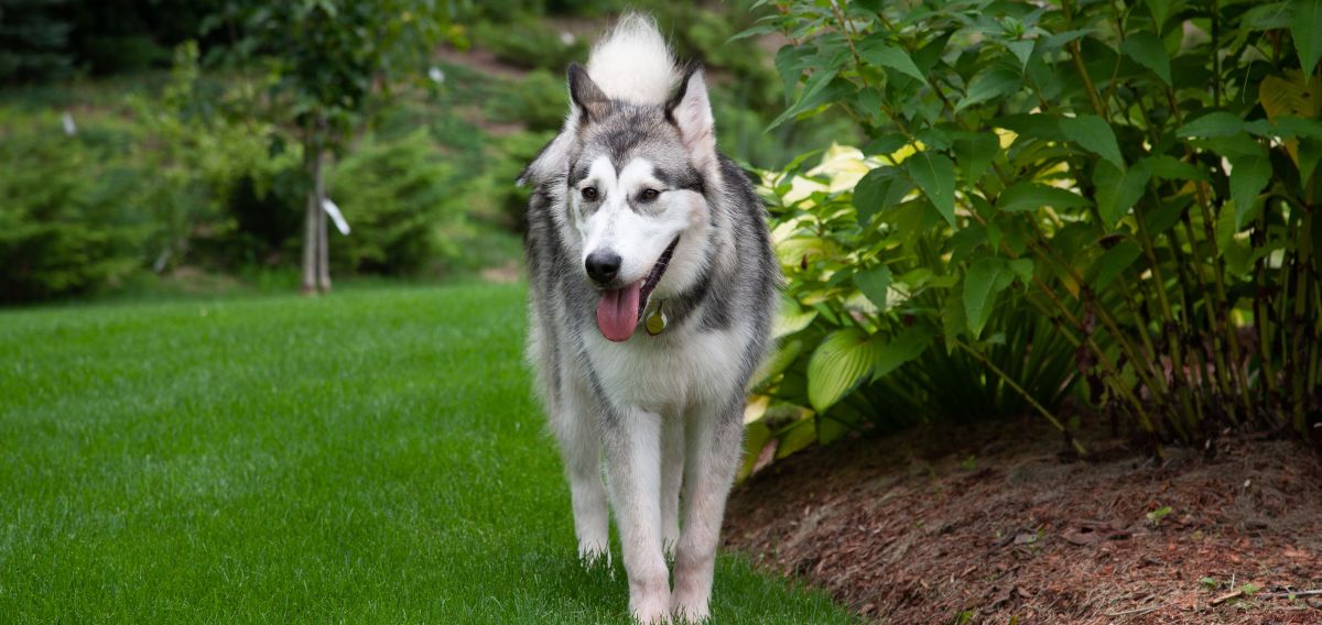 Un perro de raza 'malamute'