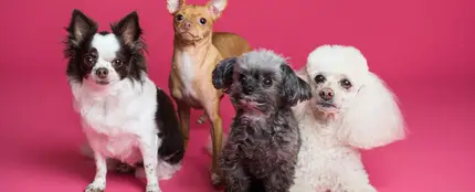 Diferentes razas de perros Diferentes razas de perros