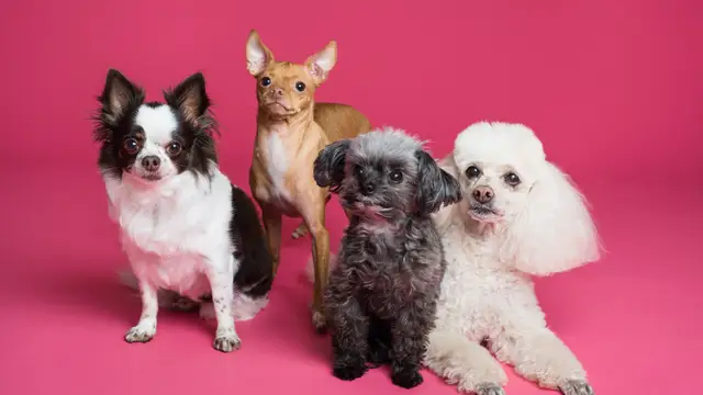 Diferentes razas de perros
