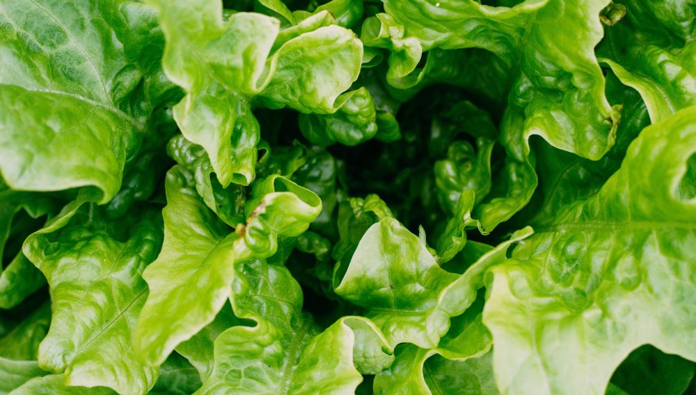 Truco para mantener la lechuga fresca