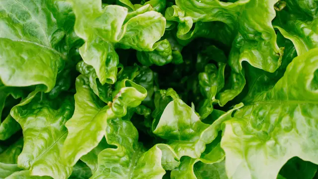 Truco para mantener la lechuga fresca