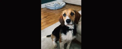 La tierna reacción de un perro abandonado tras ser adoptado que se ha hecho viral. La tierna reacción de un perro abandonado tras ser adoptado que se ha hecho viral.