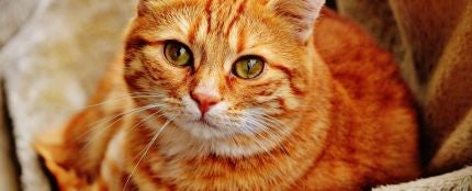 Una gata lleva a sus cachorros a un veterinario en busca de ayuda