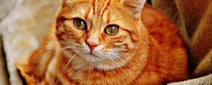 Una gata lleva a sus cachorros a un veterinario en busca de ayuda Una gata lleva a sus cachorros a un veterinario en busca de ayuda