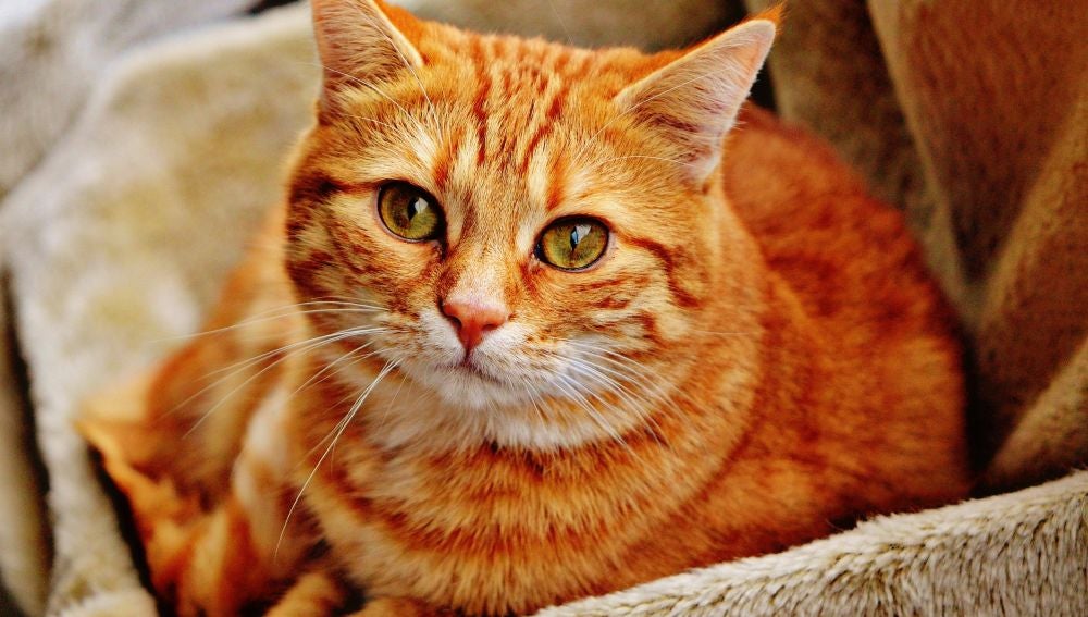 Una gata lleva a sus cachorros a un veterinario en busca de ayuda