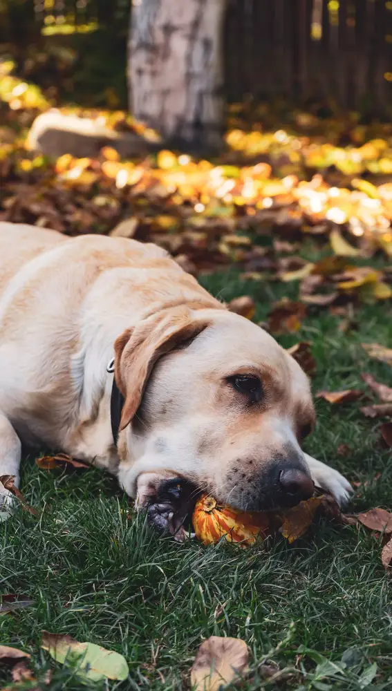 Buscar comida durante los paseos puede no siempre significar que el animal se encuentre hambriento Buscar comida durante los paseos puede no siempre significar que el animal se encuentre hambriento