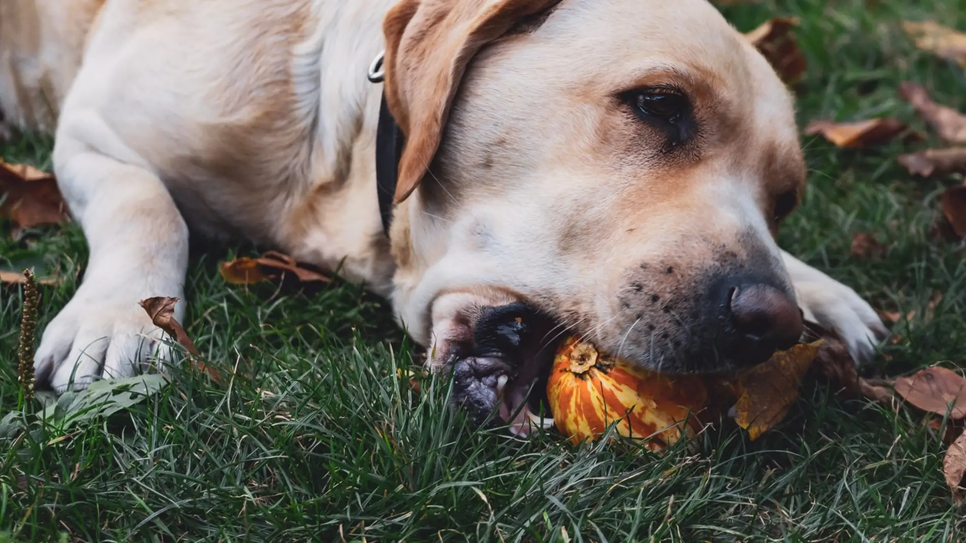 Buscar comida durante los paseos puede no siempre significar que el animal se encuentre hambriento Buscar comida durante los paseos puede no siempre significar que el animal se encuentre hambriento
