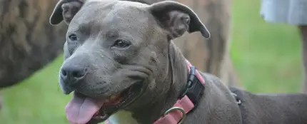 Pit Bull Terrier Pit Bull Terrier