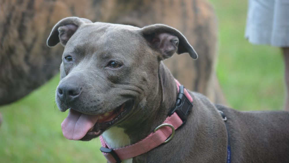 Pit Bull Terrier
