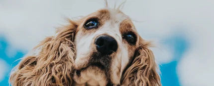 Muere un perro tras comerse una mascarilla Muere un perro tras comerse una mascarilla