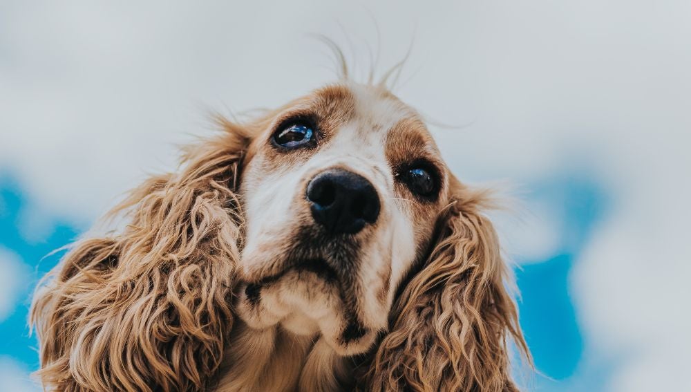 Muere un perro tras comerse una mascarilla