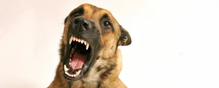 La agresividad en los perros La agresividad en los perros